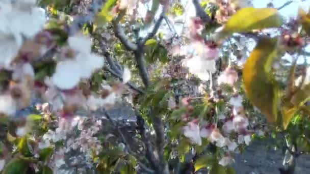 Een Groep Kleine Bomen Het Voorjaarsbos — Stockvideo