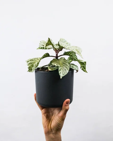 Disparo Vertical Macho Sosteniendo Una Planta Maceta Cerca Una Pared —  Fotos de Stock