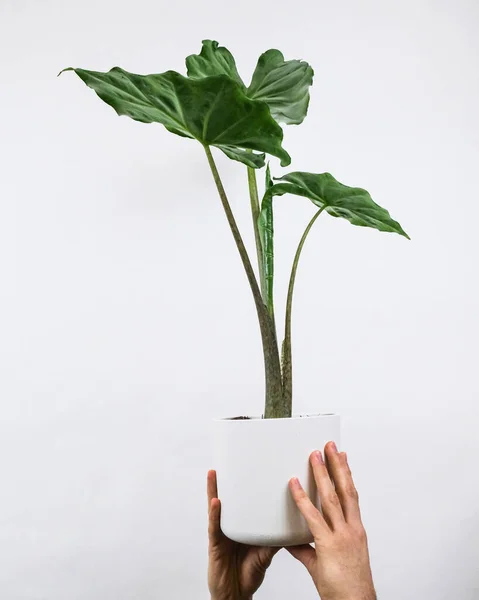 Disparo Vertical Macho Sosteniendo Una Planta Maceta Cerca Una Pared —  Fotos de Stock