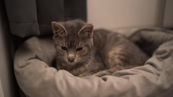 Aranyos Macska Fekszik Ágyon — Stock videók