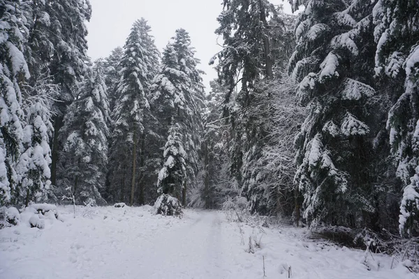 Piękny Biały Las Sosnami Pokrytymi Śniegiem — Zdjęcie stockowe