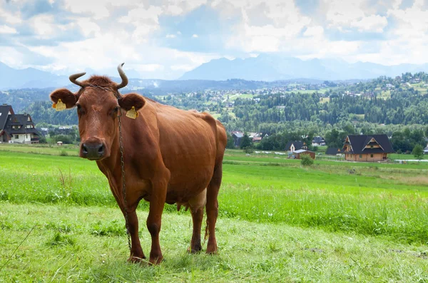 Selective Focus Shot Brown Cow Green Pasture Cloudy Sky — Stock Photo, Image