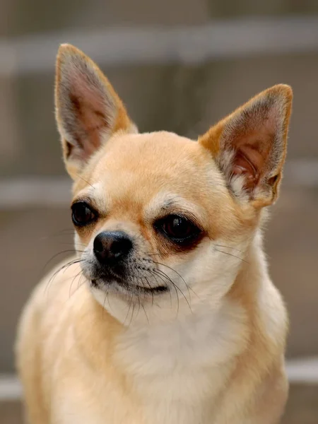 Ένα Κοντινό Κάθετο Πορτρέτο Ενός Αξιολάτρευτου Σκύλου Τσιουάουα Εξωτερικούς Χώρους — Φωτογραφία Αρχείου