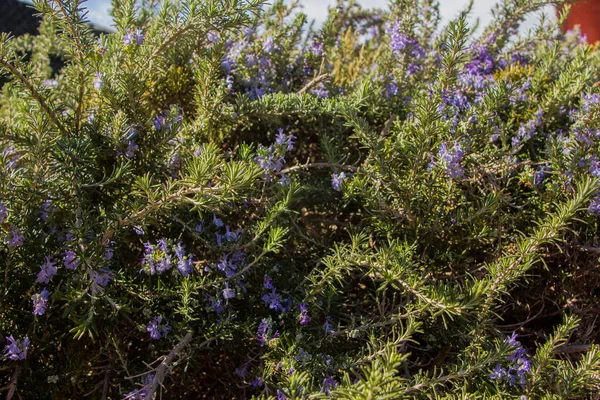 Крупный План Цветов Rosmarinus Officinalis Размытом Фоне — стоковое фото