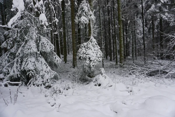 Piękny Biały Las Sosnami Pokrytymi Śniegiem — Zdjęcie stockowe