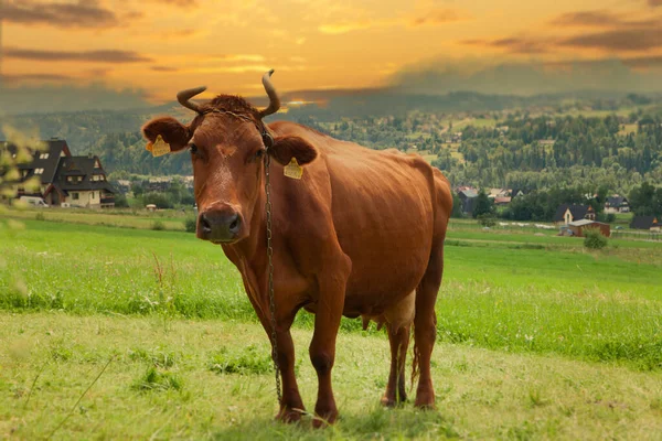 Selective Focus Shot Brown Cow Green Pasture Scenic Sunset — Stock Photo, Image