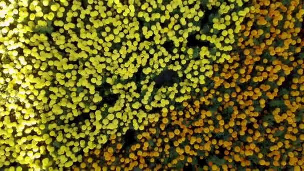 Uma Vista Aérea Flores Formando Yin Yang Simboliza Napier Nova — Vídeo de Stock