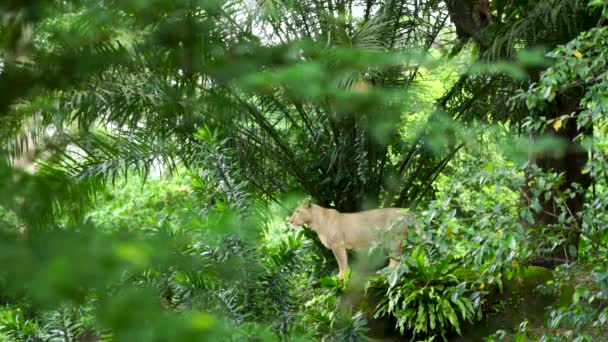 Λιοντάρι Κρύβεται Πίσω Από Δέντρα Και Πράσινο Φύλλωμα Παρατρόχια Προβολή — Αρχείο Βίντεο