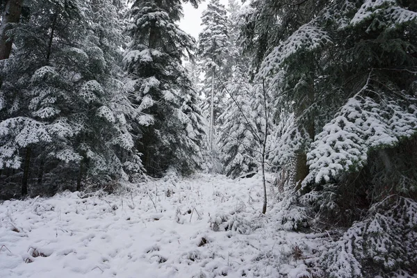 Biały Las Pokryty Śniegiem Zimie — Zdjęcie stockowe
