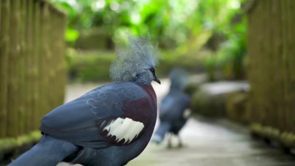 Gros Plan Joli Pigeon Aux Yeux Verts — Video