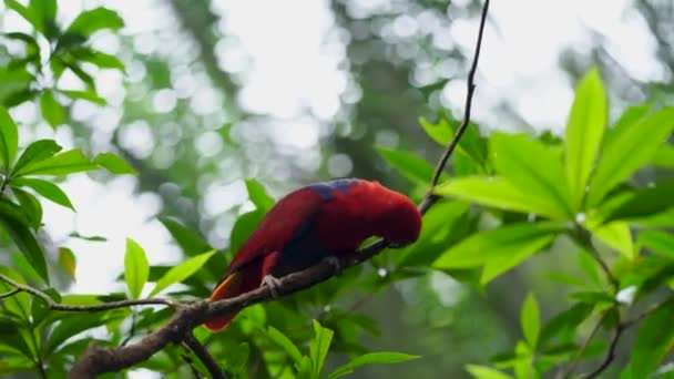 Primer Plano Pájaro Rojo Sentado Una Rama — Vídeo de stock