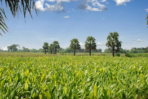 View Tobacco Farming South India — Stock Photo, Image