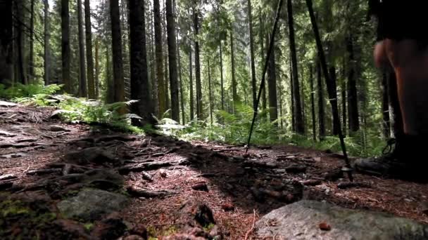 山の中の森林道 — ストック動画