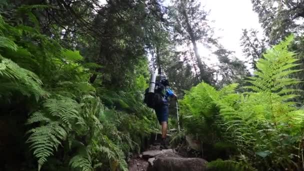 Wędrowiec Spacerujący Wąską Ścieżką Lesie — Wideo stockowe