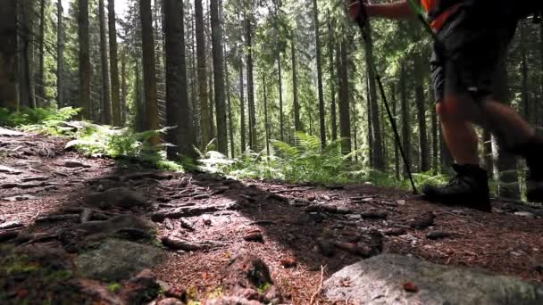 森の美しい景色 — ストック動画