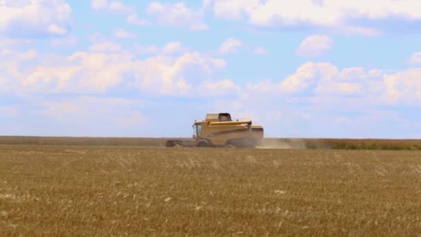 Kombajn Zbożowy Pracujący Terenie — Wideo stockowe