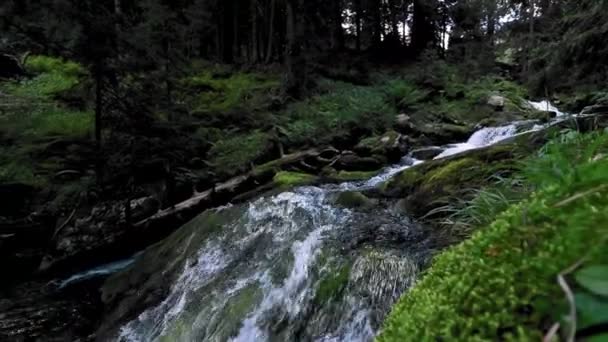 Pittoresk Uitzicht Beek Stromend Het Bos Zonnige Dag — Stockvideo