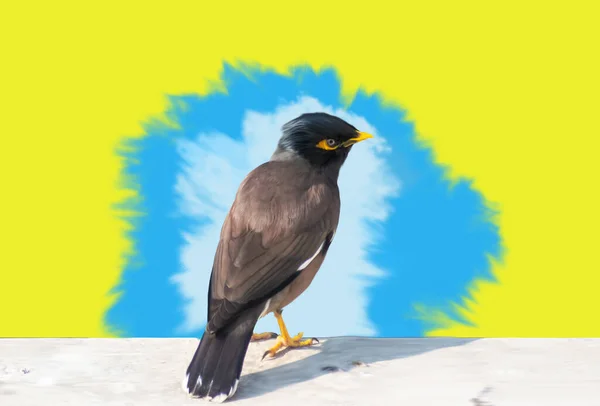 Une Illustration Oiseau Myna Commune Mignonne Sur Fond Coloré — Photo