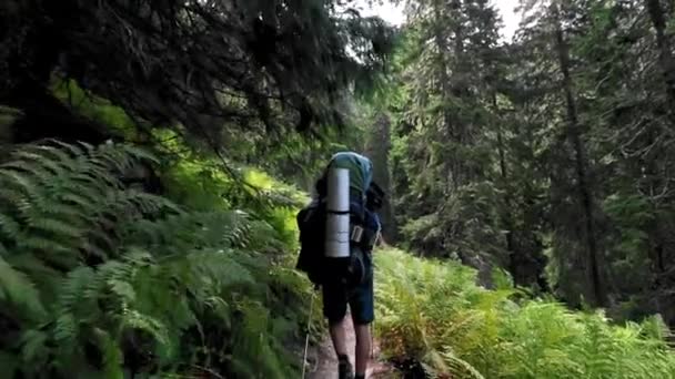 森の中の細い道を歩くハイカー — ストック動画