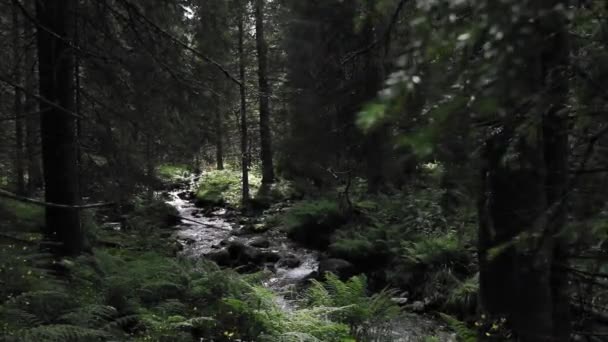 Pittoresk Uitzicht Beek Stromend Het Bos Zonnige Dag — Stockvideo