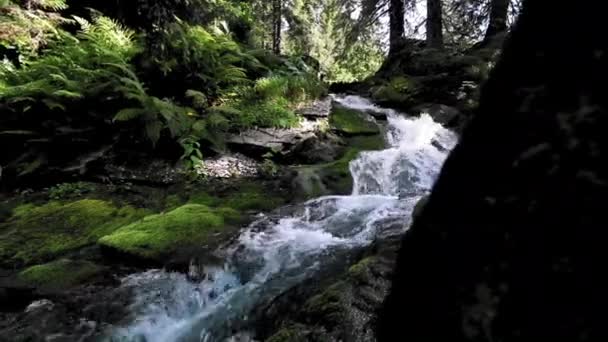 Pittoresk Uitzicht Beek Stromend Het Bos Zonnige Dag — Stockvideo