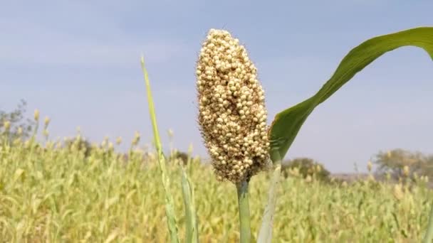 Campo Maíz Cielo Nublado — Vídeos de Stock