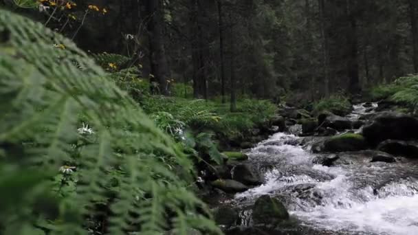 Pittoresk Uitzicht Beek Stromend Het Bos Zonnige Dag — Stockvideo