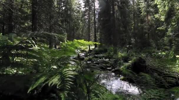 Pittoresk Utsikt Över Bäcken Som Rinner Skogen Solig Dag — Stockvideo