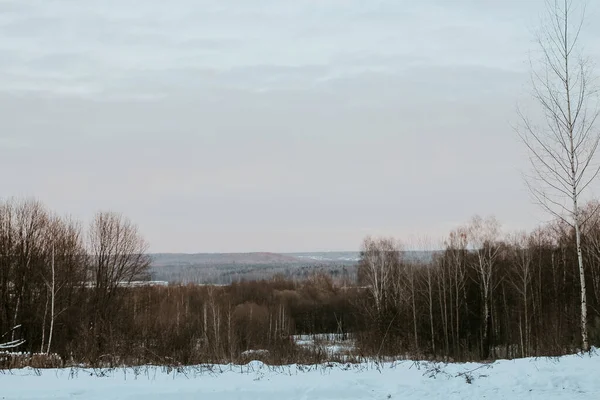 Сніговий Зимовий Ліс Похмурий День — стокове фото
