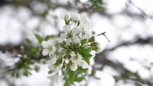 庭の美しい白い花 — ストック動画