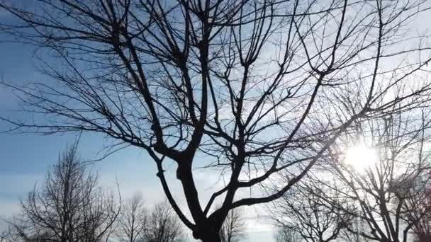 Κλαδιά Δέντρων Χλωρίδα Της Φύσης — Αρχείο Βίντεο