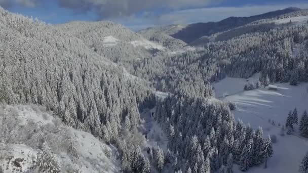 Piękny Zimowy Krajobraz Pokrytymi Śniegiem Drzewami — Wideo stockowe