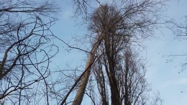 Strom Větve Zimním Lese Slunečného Počasí Pozadí Stromů Parku — Stock video