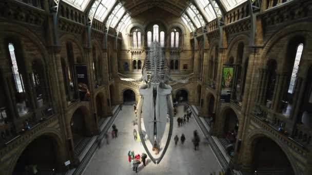 Time Lapse Natural History Museum Interior World Famous Landmark Museum — Vídeo de stock