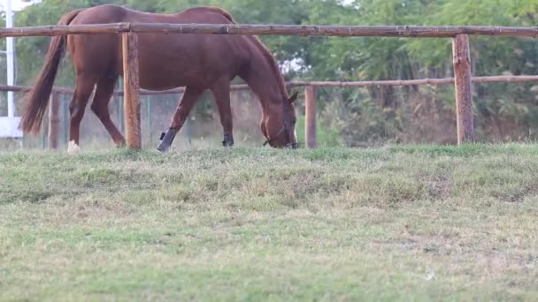 Bello Giovane Stallone Marrone Nel Prato — Video Stock