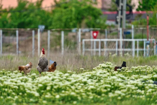 Roosters Chickens Rooming Freely Farmland — Stock Photo, Image