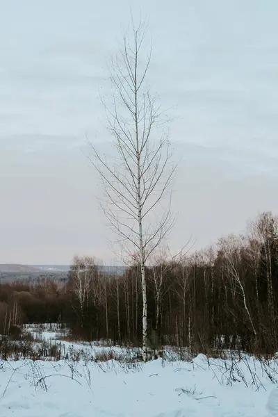Вертикальний Знімок Дерев Зимовому Лісі — стокове фото