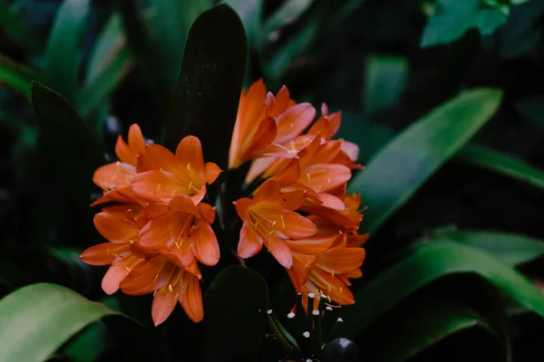 Selective Focus Shot Beautiful Orange Flowers Clivia — Stock Photo, Image