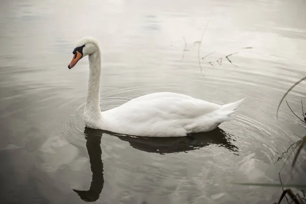 Belo Cisne Branco Nadando Lago — Fotografia de Stock