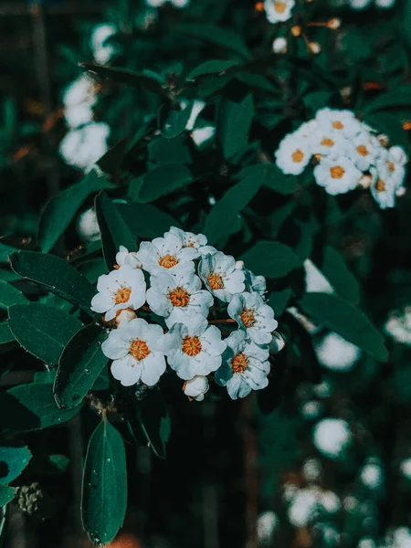 Vertical Close Seup Shot Beautiful Vanhoutte Spirea Flowers — стоковое фото
