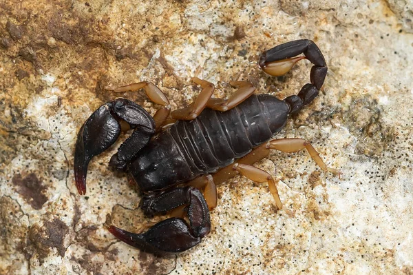 An overhead shot of a European yellow-tailed scorpion on a sandy ground