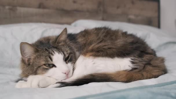 Χαριτωμένη Γάτα Κοιμάται Στο Κρεβάτι — Αρχείο Βίντεο
