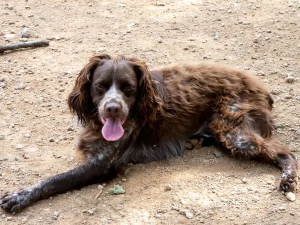 Primer Plano Perro Mullido Marrón Aire Libre —  Fotos de Stock