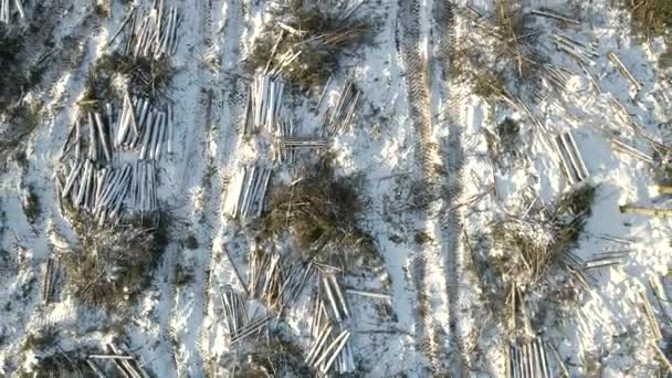 Luftaufnahme Eines Waldes Mit Abgesägten Baumstämmen Auf Dem Boden Winter — Stockvideo