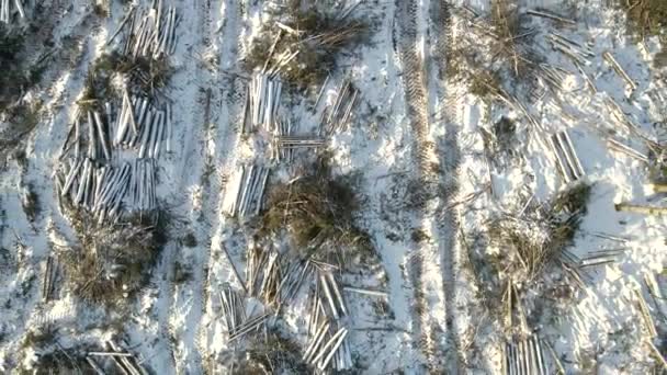 Una Vista Aérea Bosque Con Troncos Cortados Suelo Invierno Deforestería — Vídeo de stock