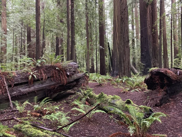 Sequoia Varens Het Bos Mendocino County Californië Verenigde Staten — Stockfoto