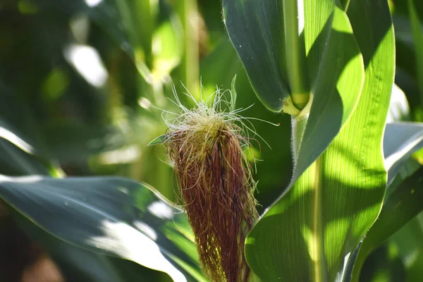 A closeup of corn silk of corn plant in a field under the sunlight