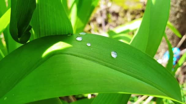 Zielone Liście Flora Przyroda — Wideo stockowe