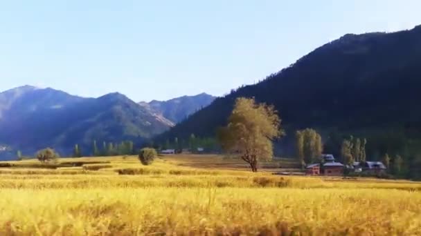 Pemandangan Lapangan Pertanian Pedesaan Pegunungan — Stok Video