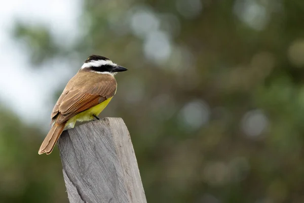 A shallow focus shot of a great kiskadee bird on wood